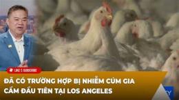 hướng dẫn sử dụng gà chọi bị trắng da