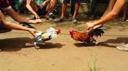 hướng dẫn sử dụng gà choi đá nhau