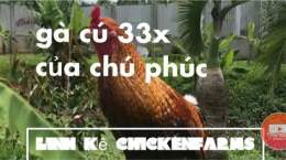 hướng dẫn sử dụng gà cú phúc bình dương đá thomo