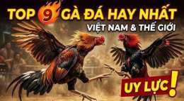 hướng dẫn sử dụng ga da hay nhat the gioi