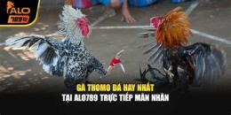 hướng dẫn sử dụng gà đá thomo hay nhất