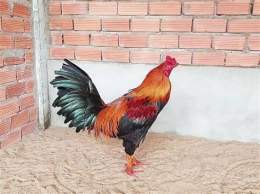 hướng dẫn sử dụng gà điều chân xanh đá ngày nào tốt