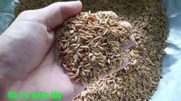 hướng dẫn sử dụng gà mít trà cú đá