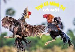 hướng dẫn sử dụng ga noi da don cao