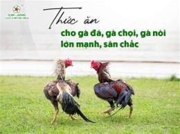 hướng dẫn sử dụng giờ cho gà đá ăn