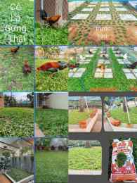 hướng dẫn sử dụng hình trại gà đá