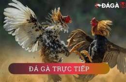 hướng dẫn sử dụng hom nay da ga gi