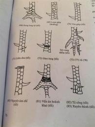 hướng dẫn sử dụng hướng dẫn xem vảy gà đá