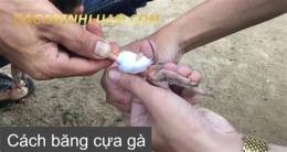 hướng dẫn sử dụng kỹ thuật trồng cựa gà đá