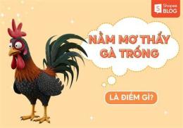 hướng dẫn sử dụng nằm mơ thấy gà trống đá nhau