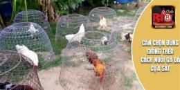 hướng dẫn sử dụng nuoi ga da cua sat