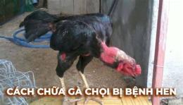 hướng dẫn sử dụng phát lại đá gà c5