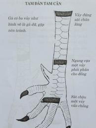 hướng dẫn sử dụng sách xem gà đá