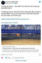 hướng dẫn sử dụng savan đá gà trực tiếp