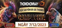 hướng dẫn sử dụng thomohomnay trực tiếp đá gà