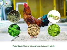 hướng dẫn sử dụng tìm việc làm nuôi gà đá