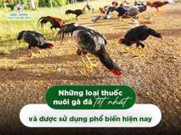 hướng dẫn sử dụng tổng hợp đá gà hôm nay