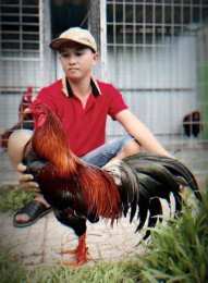 hướng dẫn sử dụng trại gà đá đảm sóc trăng