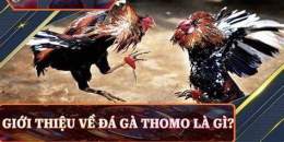 hướng dẫn sử dụng truc tiep da ga don thomo