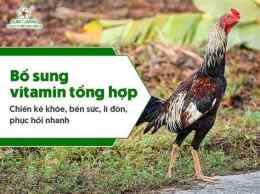 hướng dẫn sử dụng vitamin cho ga da