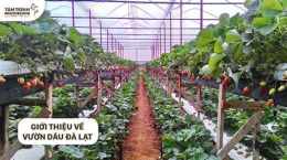 hướng dẫn sử dụng vườn dâu nhà gà đà lạt