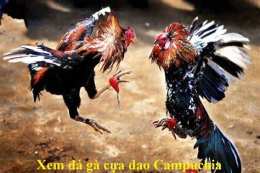 hướng dẫn sử dụng xem đá gà cựa dao trực tiếp campuchia
