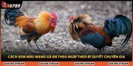 hướng dẫn sử dụng xem mao mang ga da