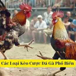 kèo đá gà kimsa