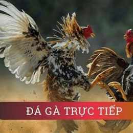 kinh nghiệm đá gà cựa dao