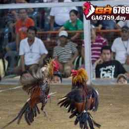 lịch đá gà philippin