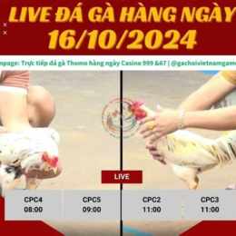 lịch đá giải gà thomo
