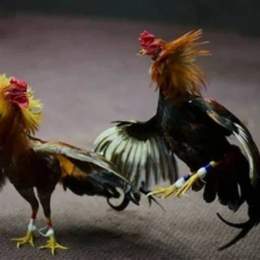 lối đá gà jap