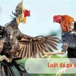 luật đá gà chọi