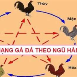 mao mang ga da hom nay