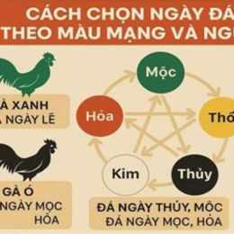 màu mạng ngày gà đá