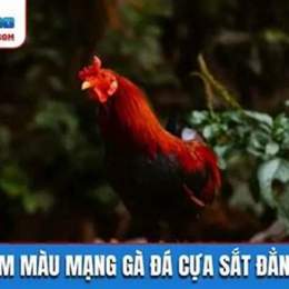 mau mang ngay gio ga da cua sat