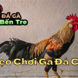 mẹo đá gà cựa dao