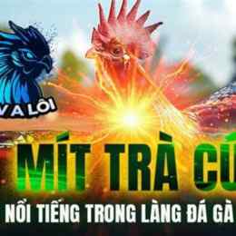 mít tra cứu đi đá gà