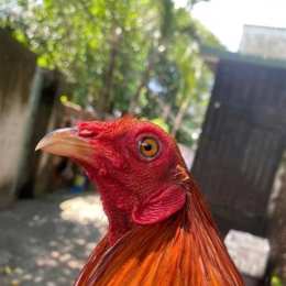 mua ban ga da kien giang