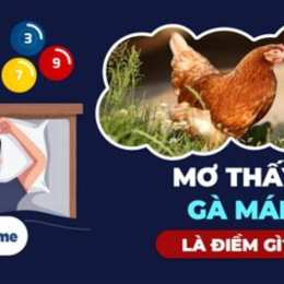 nằm mơ thấy đá gà đánh con gì