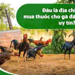 nam thuoc ga da