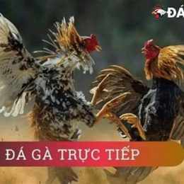 ngay mai da ga mau gi hop