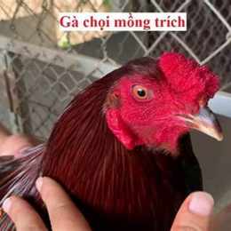 nhung tran da cua ga xanh mong trich