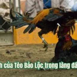 những trận đá gà bạc tỷ