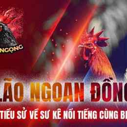 những trận đá gà của bảo sting