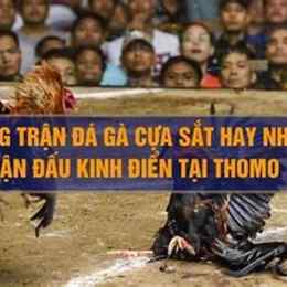 những trận gà tre đá cựa sắt hay nhất