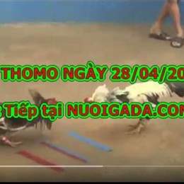 phim đá gà hôm nay
