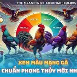 sạch xem màu mạng gà đá