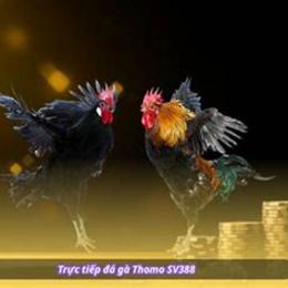 sv388 website đá gà trực tiếp