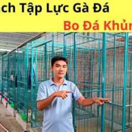tập lực cho gà đá